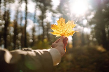 Ağaçtaki renkli yapraklara karşı akçaağaç yaprağı, ormandaki sonbahar. Doğa konsepti.