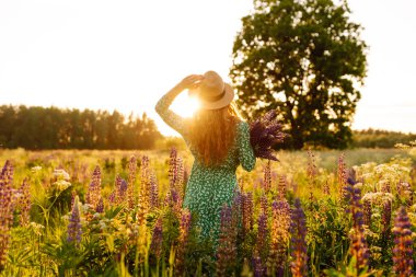 Gün batımında lavanta tarlasında dönen genç bir kadın. Mor lavanta tarlası. Şifalı bitkilerin toplanması.