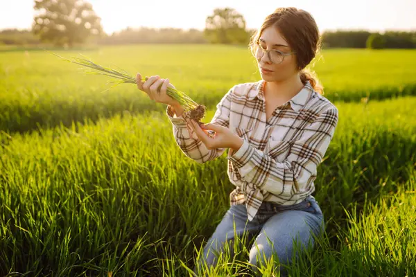 stock image Farmer woman touches the crop and checks the sprouts, protect the ecology of the cultivated. Growing crops, green shoots.