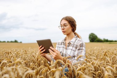 Çiftçi - altın buğday tarlasında ellerinde tabletle bir kadın. Akıllı çiftlik. Tarım, organik bahçe, ekme ya da ekoloji konsepti.