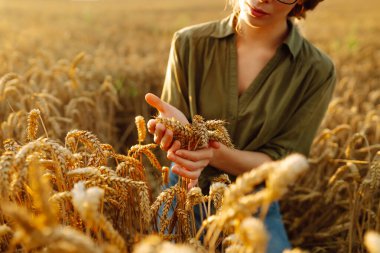 Genç çiftçi kadın tarlada yürüyor ve elini buğday hasadının altın kulaklarında gezdiriyor. Hasat. Tarım sektörü.