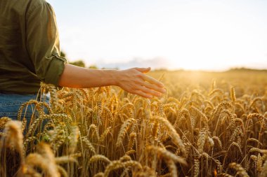 Genç çiftçi kadın tarlada yürüyor ve elini buğday hasadının altın kulaklarında gezdiriyor. Hasat. Tarım sektörü.