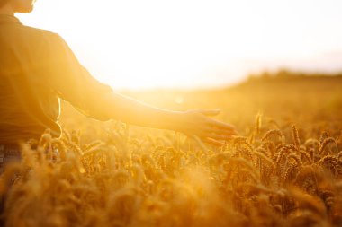 Genç çiftçi kadın tarlada yürüyor ve elini buğday hasadının altın kulaklarında gezdiriyor. Hasat. Tarım sektörü.