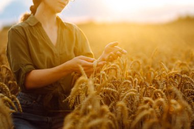 Genç çiftçi kadın tarlada yürüyor ve elini buğday hasadının altın kulaklarında gezdiriyor. Hasat. Tarım sektörü.