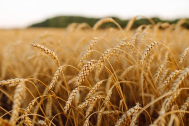 Gün batımında olgunlaşan sarı buğday tarlalarının arka planı. Büyüyen doğa hasadı. Tarım çiftliği.