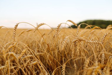 Gün batımında olgunlaşan sarı buğday tarlalarının arka planı. Büyüyen doğa hasadı. Tarım çiftliği.