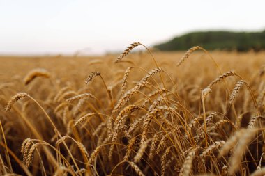 Gün batımında olgunlaşan sarı buğday tarlalarının arka planı. Büyüyen doğa hasadı. Tarım çiftliği.