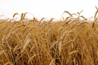 Gün batımında olgunlaşan sarı buğday tarlalarının arka planı. Büyüyen doğa hasadı. Tarım çiftliği.