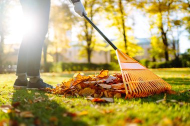 Düşmüş yaprak koleksiyonu. Sonbahar parkındaki çimlerden sonbahar yapraklarını topluyorum. Gönüllü olma kavramı, mevsimlik bahçıvanlık. Bahçe temizliği.