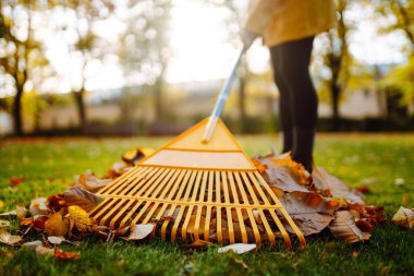 Düşen yaprakları tırmıkla. Bahçıvan metal bir yelpaze tırmığıyla çimleri yapraklardan temizliyor. Meyve bahçesinde yelpaze tırmığıyla çalışmak. Baharda çimen ve meyve bahçesi güneşli bir günde.