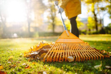 Düşen yaprakları tırmıkla. Bahçıvan metal bir yelpaze tırmığıyla çimleri yapraklardan temizliyor. Meyve bahçesinde yelpaze tırmığıyla çalışmak. Baharda çimen ve meyve bahçesi güneşli bir günde.