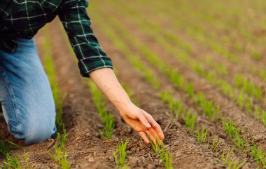 Tarım. Çiftçinin eli yeşil buğday filizlerini okşar. Çiftçi gelecekteki buğday hasadını inceliyor. Doğal tarım kavramı, tarım.