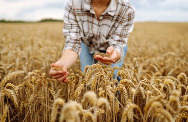 Dişi el batan güneşin ışınlarında olgunlaşmış buğday kulaklarına dokunur. Tarım gıda endüstrisi.