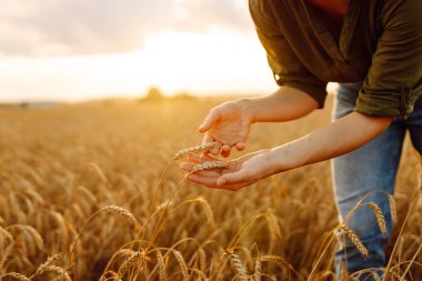 Buğday kalitesi kontrolü. Çiftçi kadın tarlada buğday dikenlerine dokunuyor. Hasat. Tarım işi. Bahçe konsepti.