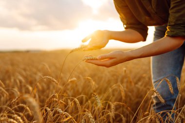 Buğday kalitesi kontrolü. Çiftçi kadın tarlada buğday dikenlerine dokunuyor. Hasat. Tarım işi. Bahçe konsepti.
