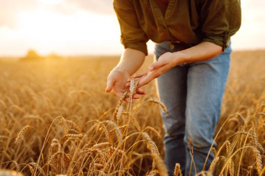 Buğday kalitesi kontrolü. Çiftçi kadın tarlada buğday dikenlerine dokunuyor. Hasat. Tarım işi. Bahçe konsepti.