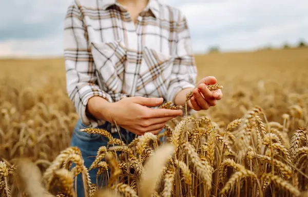 Dişi el batan güneşin ışınlarında olgunlaşmış buğday kulaklarına dokunur. Tarım gıda endüstrisi.