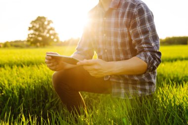 Bir çiftçi yazın altın bir günbatımı sırasında canlı yeşil bir tarlada ürün yetiştirmeyi inceliyor. Akıllı çiftlik. Modern dijital teknolojiler.
