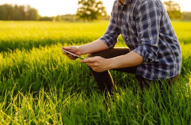 Bir çiftçi yazın altın bir günbatımı sırasında canlı yeşil bir tarlada ürün yetiştirmeyi inceliyor. Akıllı çiftlik. Modern dijital teknolojiler.