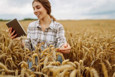 Genç bir kadın tabletine bakarken uçsuz bucaksız bir altın buğday tarlasının ortasında durarak bulutlu bir gökyüzünün altındaki kırsal manzaranın tadını çıkarıyor. Akıllı çiftlik. Tarım, organik bahçe..