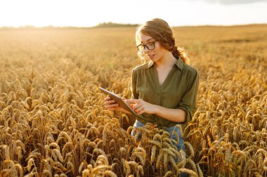 Bir çiftçi kadın bir elinde tablet tutarken diğer elinde buğday tanelerini denetliyor, kırsal bir alanda gün batımının çarpıcı bir arka planına karşı. Akıllı çiftlik. 
