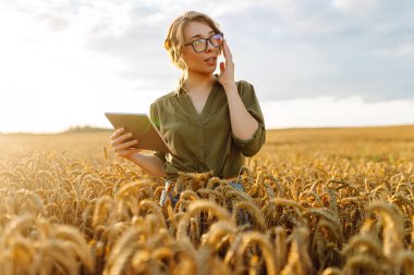Bir çiftçi kadın bir elinde tablet tutarken diğer elinde buğday tanelerini denetliyor, kırsal bir alanda gün batımının çarpıcı bir arka planına karşı. Akıllı çiftlik. 