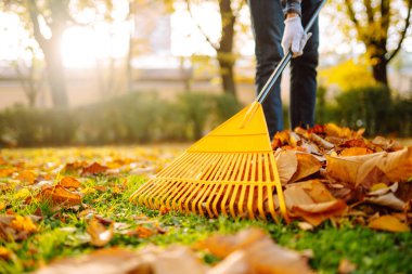Parktaki yaprakları toplamak için sarı tırmık kullanan bir insan, canlı sonbahar yapraklarıyla çevrilidir. Meyve bahçesinde yelpaze tırmığıyla çalışmak. Baharda çimen ve meyve bahçesi güneşli bir günde.