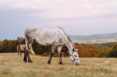 Otlaktaki at. Dağlarda at otlarını bedavaya yiyen panorama. Tepelerin manzarası, yeşil çayırlar ve sonbaharda sisli dağlar.. 