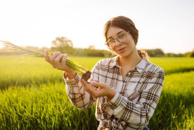 The young woman kneels in a green wheat field, carefully inspecting the roots of the freshly harvested plants in warm afternoon sunlight.  Harvesting. clipart