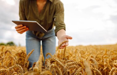 Bir kadın çiftçi, doğanın güzelliğini takdir ederek, hasat mevsiminde güneşli bir tarlada altın buğday mahsullerini inceliyor. Hasat. Tarım işi. Bahçe konsepti.