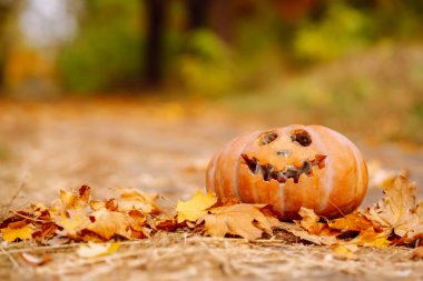 Oyulmuş bir balkabağı, sonbahar mevsiminde ağaçlık bir alanda huzurlu bir patikada renkli sonbahar yapraklarının arasında oturur. Tatiller, dekorasyon konsepti.