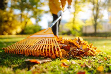 Düşmüş yaprak koleksiyonu. Sonbahar parkında çimenlikteki çimlerden sonbahar yaprakları topluyorum. Gönüllü olma, mevsimlik bahçıvanlık.