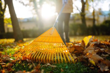 Düşmüş yaprak koleksiyonu. Sonbahar parkında çimenlikteki çimlerden sonbahar yaprakları topluyorum. Gönüllü olma, mevsimlik bahçıvanlık.