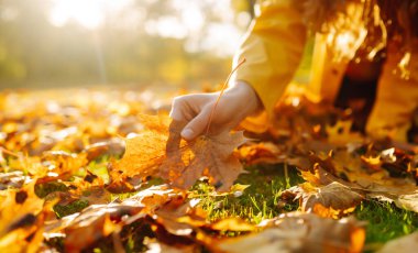 Genç bir kadın ellerini canlı bir sonbahar yapraklarının etrafına sarar. Kadın sonbahar parkını sarı yapraklardan temizliyor. Gönüllü olmak, temizlik ve ekoloji kavramı.