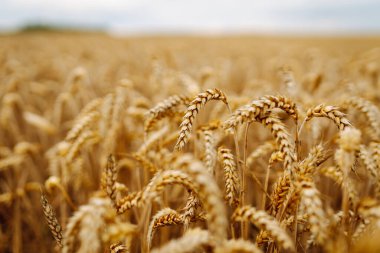 Buğday tarlası yazın sonunda bulutlu bir gökyüzünün altında, sallanan altın sapları ve sakin bir atmosferle hasat için hazır.