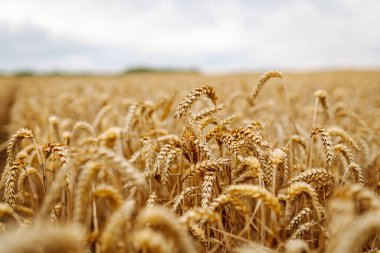 Buğday tarlası yazın sonunda bulutlu bir gökyüzünün altında, sallanan altın sapları ve sakin bir atmosferle hasat için hazır.
