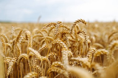 Buğday tarlası yazın sonunda bulutlu bir gökyüzünün altında, sallanan altın sapları ve sakin bir atmosferle hasat için hazır.