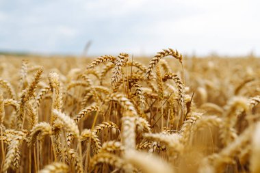 Buğday tarlası yazın sonunda bulutlu bir gökyüzünün altında, sallanan altın sapları ve sakin bir atmosferle hasat için hazır.
