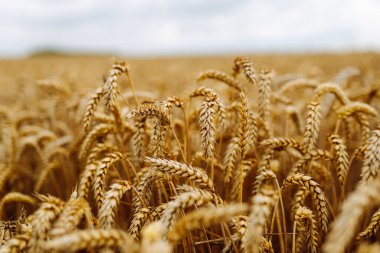 Buğday tarlası yazın sonunda bulutlu bir gökyüzünün altında, sallanan altın sapları ve sakin bir atmosferle hasat için hazır.