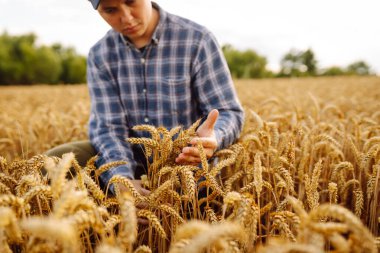 Bir çiftçi canlı bir buğday tarlasında çömelir, sıcak öğleden sonra güneşi doğayı altın ışıkla yıkayarak hasat zamanının sinyalini verirken olgun sapları nazikçe tutar..