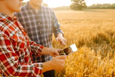 İki çiftçi gün batımında altın buğday tarlasında tablet kullanırken ekin verilerini tartışıyor. Akıllı çiftlik.