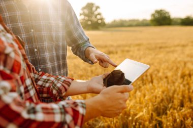 İki çiftçi gün batımında altın buğday tarlasında tablet kullanırken ekin verilerini tartışıyor. Akıllı çiftlik.