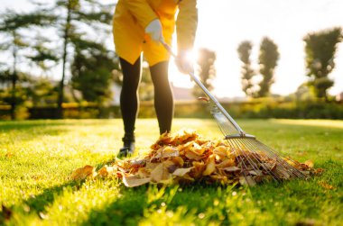 Sonbahar parkında çimenlikteki çimlerden sonbahar yaprakları topluyorum. Düşen yaprakları tırmıkla temizlemek. Gönüllü olma, mevsimlik bahçıvanlık.