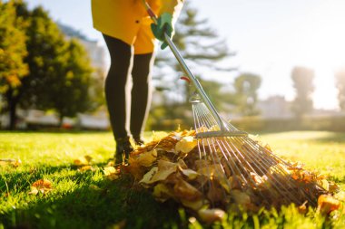 Sonbahar parkında çimenlikteki çimlerden sonbahar yaprakları topluyorum. Düşen yaprakları tırmıkla temizlemek. Gönüllü olma, mevsimlik bahçıvanlık.