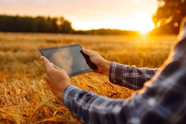 Gün batımında bir buğday tarlasında tablet kullanan genç bir çiftçi kırsal kesimdeki tarım tekniklerini benimsiyor. Hasat. Tarım işi..