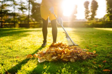 Sarı elbiseli genç bir kadın, güneşli bir günde ağaçlar ve yeşilliklerle çevrili bir parkta sonbahar yapraklarını bir yığın haline getiriyor. Gönüllü olma, temizlik, ekoloji kavramı.