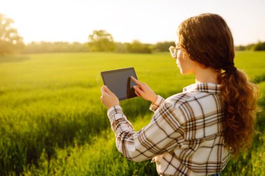 Ellerindeki tableti kapat. Bir çiftçi kadın, güneşin altın ışınları manzarayı aydınlatırken tabletine odaklanmış yeşil ve genç bir buğday tarlasında diz çöküyor. Akıllı çiftlik.