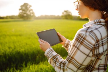 Ellerindeki tableti kapat. Bir çiftçi kadın, güneşin altın ışınları manzarayı aydınlatırken tabletine odaklanmış yeşil ve genç bir buğday tarlasında diz çöküyor. Akıllı çiftlik.