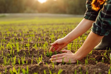 Gün batımında verimli, güneşli bir tarlada genç yeşil bitkilerle ilgilenen çiftçi ellerini kapatın. Doğal tarım kavramı, tarım. 