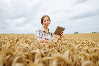 Buğday tarlasında oturan bir kadın, güneşli bir günde verileri kontrol etmek için tablet kullanıyor. Yazın sonlarında altın ekinlerle çevrili. Tarım, bahçıvanlık, iş veya ekoloji kavramı.